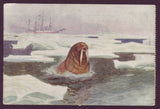 NO5037 Norway,  Amundsen Polar Expedition Postcard 1924